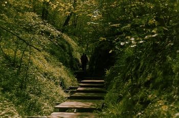 Gutsmuths Rennsteiglauf am 22.05.2027 in Neuhaus Symbolbild für Gutsmuths Rennsteiglauf