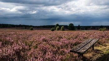 Ultramarsch Süd-Heide am 29.08.2026 in Lüneburger Heide Symbolbild für Ultramarsch Süd-Heide